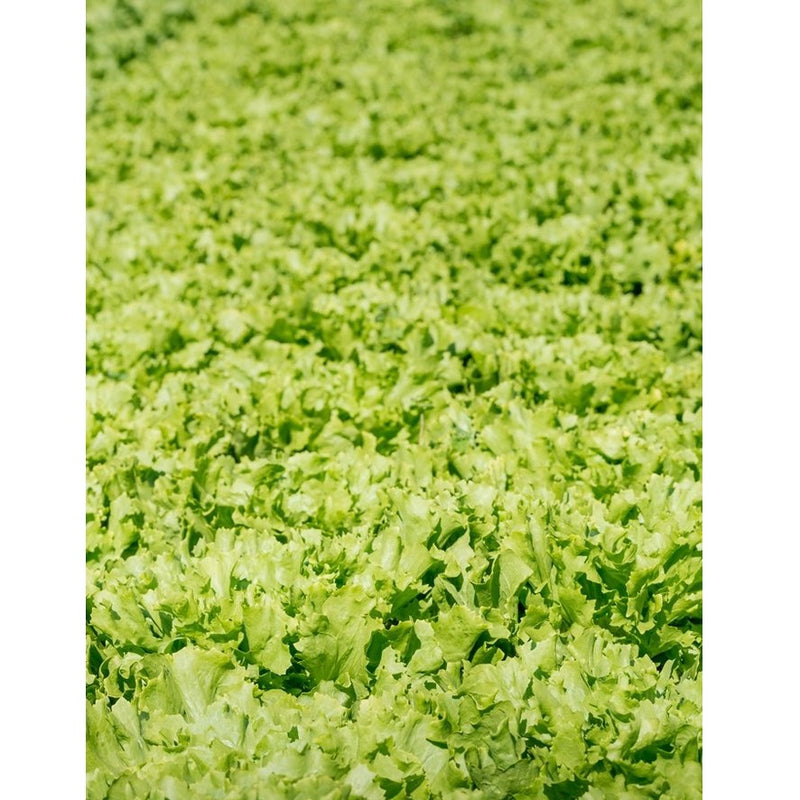 Semillas de lechuga, Tango (100% Heirloom/No Híbrido/No GMO). 150 semillas aproximadamente.