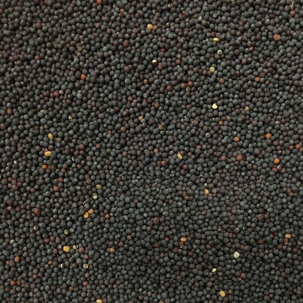 Semillas de repollo chino, Bok Choy tallo blanco(100% Heirloom/No Híbrido/No GMO).50 semillas aprox.