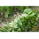 Semillas de repollo chino, Bok Choy tallo blanco(100% Heirloom/No Híbrido/No GMO).50 semillas aprox.