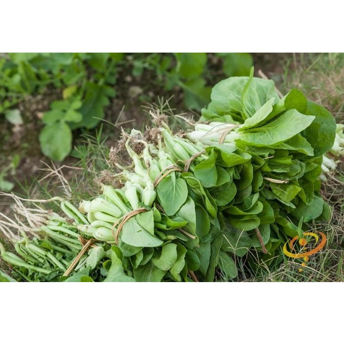 Semillas de repollo chino, Bok Choy tallo blanco(100% Heirloom/No Híbrido/No GMO).50 semillas aprox.