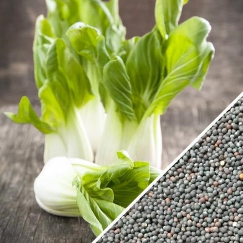 Semillas de repollo chino, Bok Choy tallo blanco(100% Heirloom/No Híbrido/No GMO).50 semillas aprox.