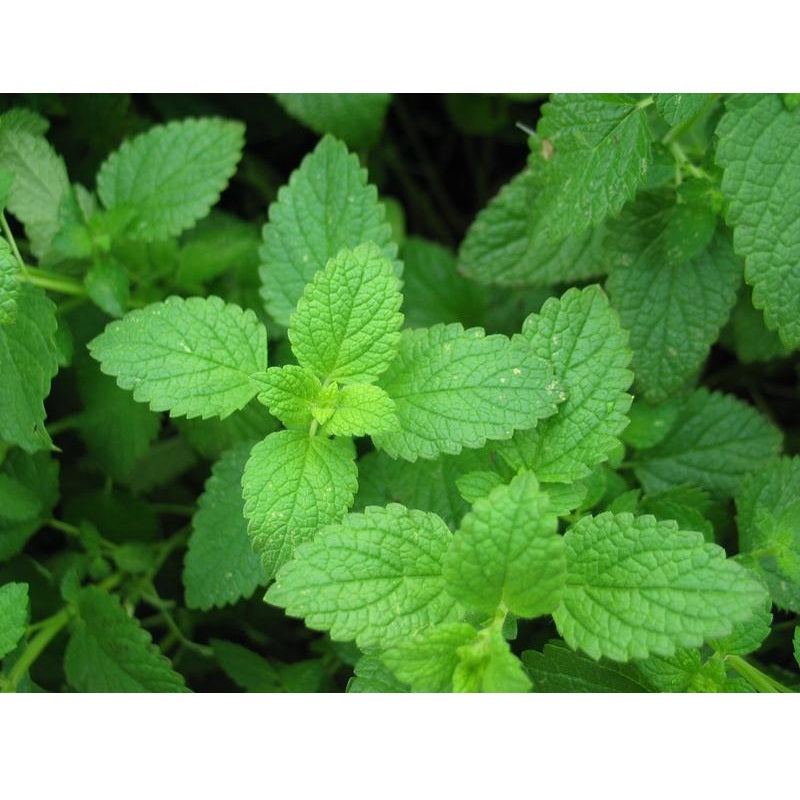 Semillas de menta (100% Heirloom/No Híbrido/No GMO). 80 semillas aproximadamente.