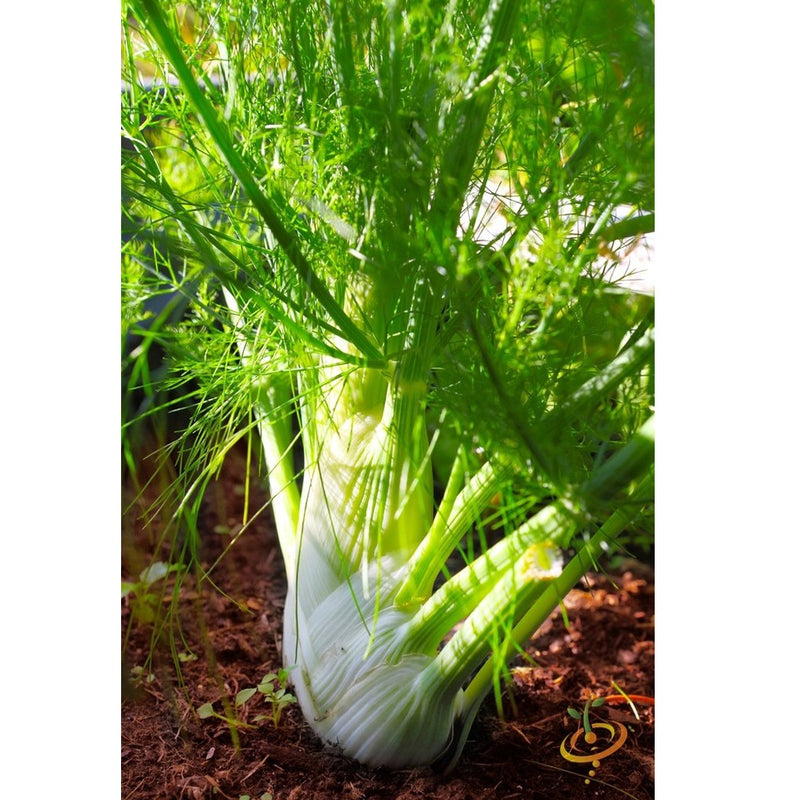 Semillas de hinojo (100% Heirloom / No Híbrido / No GMO). 100 semillas aproximadamente.