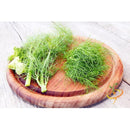 Semillas de hinojo (100% Heirloom / No Híbrido / No GMO). 100 semillas aproximadamente.