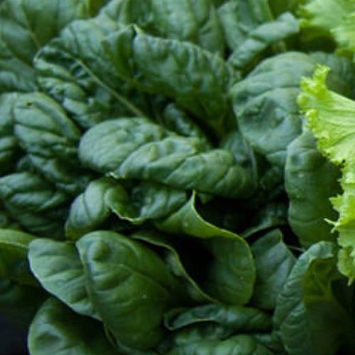 Semillas de mostaza Tatsoi. 100 semillas aproximadamente.