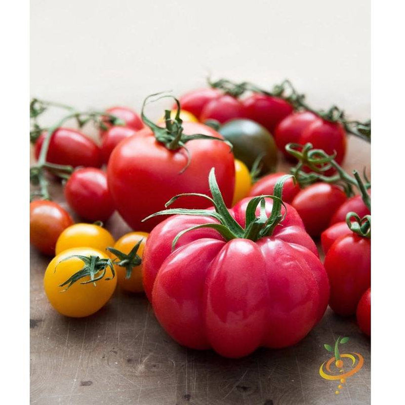 Semillas De Tomate, Pink Beefsteak (100% Heirloom/No Híbrido/No GMO). 50 Semillas Aproximadamente