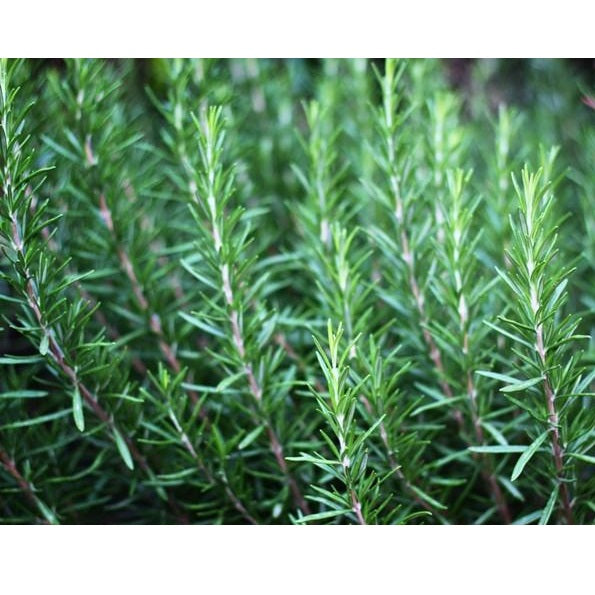 Semillas de romero clasico (100% Heirloom/No Híbrido/No GMO). 20 semillas aproximadamente.