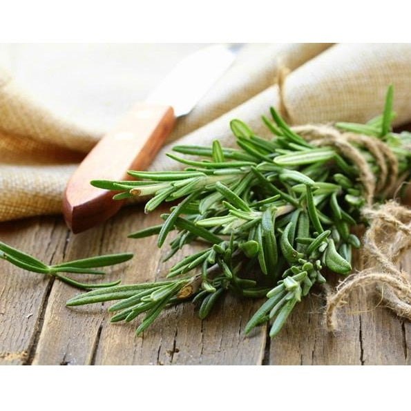 Semillas de romero clasico (100% Heirloom/No Híbrido/No GMO). 20 semillas aproximadamente.