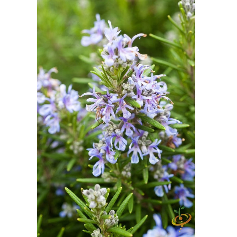 Semillas de romero clasico (100% Heirloom/No Híbrido/No GMO). 20 semillas aproximadamente.