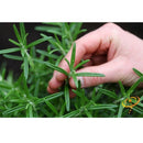 Semillas de romero clasico (100% Heirloom/No Híbrido/No GMO). 20 semillas aproximadamente.