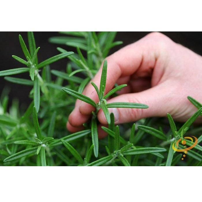 Semillas de romero clasico (100% Heirloom/No Híbrido/No GMO). 20 semillas aproximadamente.