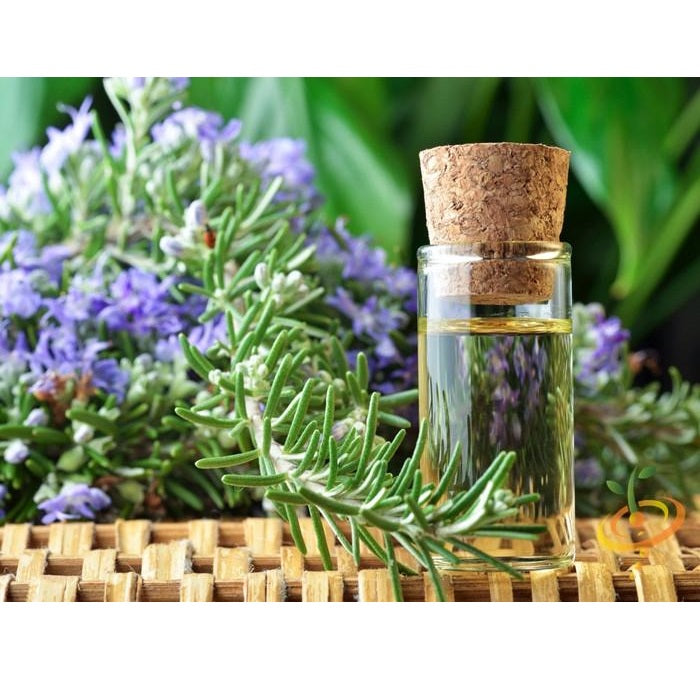 Semillas de romero clasico (100% Heirloom/No Híbrido/No GMO). 20 semillas aproximadamente.