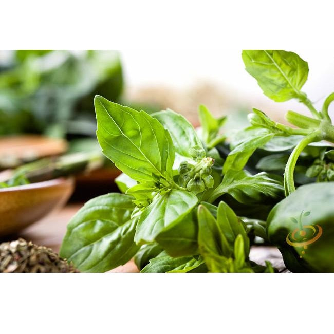 Semillas de albahaca, Lima (100% Heirloom/No Híbrido/No GMO). 60 semillas aproximadamente.