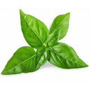 Semillas de albahaca, Lima (100% Heirloom/No Híbrido/No GMO). 60 semillas aproximadamente.