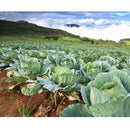 Semillas de repollo (100% Heirloom / No Híbrido / No GMO). 50 semillas aproximadamente.