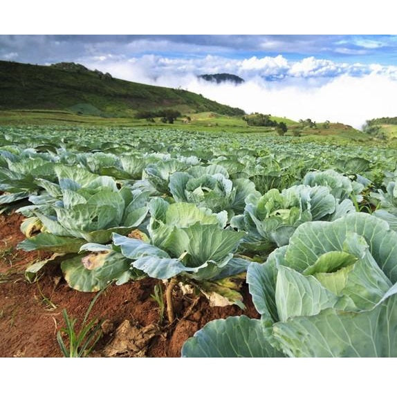 Semillas de repollo (100% Heirloom / No Híbrido / No GMO). 50 semillas aproximadamente.