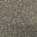 Semillas de apio, Tendercrisp (100% Heirloom/No Híbrido/No GMO). 200 semillas aproximadamente.