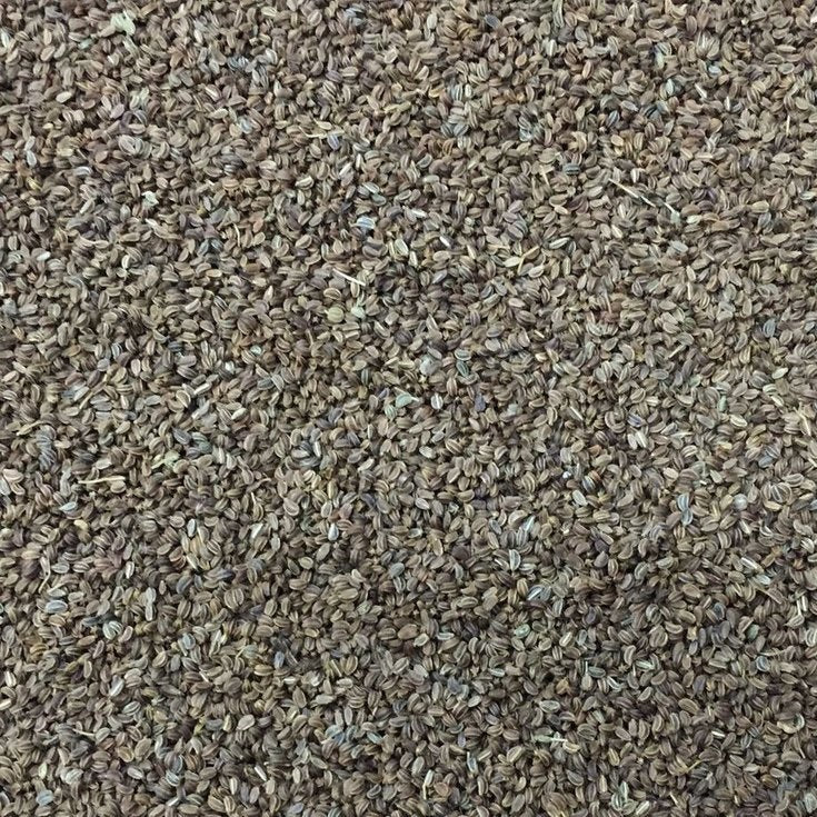 Semillas de apio, Tendercrisp (100% Heirloom/No Híbrido/No GMO). 200 semillas aproximadamente.