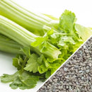 Semillas de apio, Tendercrisp (100% Heirloom/No Híbrido/No GMO). 200 semillas aproximadamente.