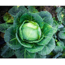 Semillas de repollo (100% Heirloom / No Híbrido / No GMO). 50 semillas aproximadamente.