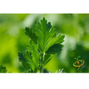 Semillas de apio, Tendercrisp (100% Heirloom/No Híbrido/No GMO). 200 semillas aproximadamente.