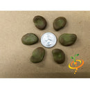 Semillas de habas, Broad Windsor (100% Heirloom/No híbrido/No GMO). 15 semillas aprox.
