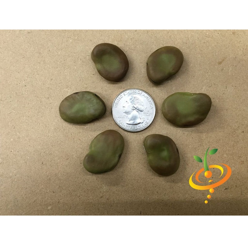 Semillas de habas, Broad Windsor (100% Heirloom/No híbrido/No GMO). 15 semillas aprox.