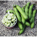 Semillas de habas, Broad Windsor (100% Heirloom/No híbrido/No GMO). 15 semillas aprox.