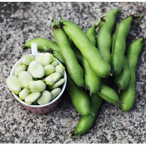 Semillas de habas, Broad Windsor (100% Heirloom/No híbrido/No GMO). 15 semillas aprox.