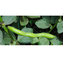 Semillas de habas, Broad Windsor (100% Heirloom/No híbrido/No GMO). 15 semillas aprox.