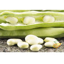 Semillas de habas, Broad Windsor (100% Heirloom/No híbrido/No GMO). 15 semillas aprox.