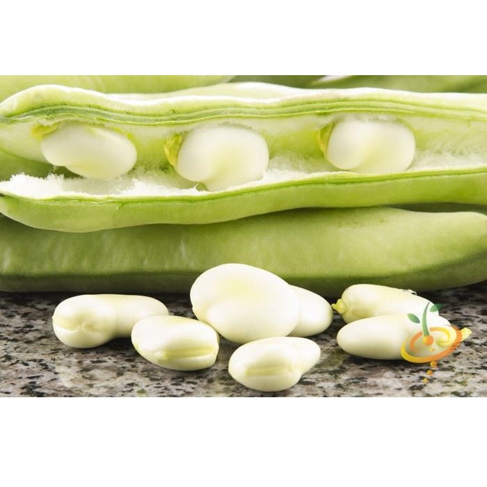 Semillas de habas, Broad Windsor (100% Heirloom/No híbrido/No GMO). 15 semillas aprox.