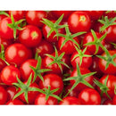 Semillas de tomate cherry, Tiny Tim (100% Heirloom/No Híbrido/No GMO). 15 semillas aproximadamente