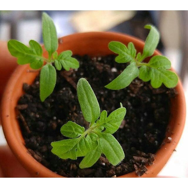 Semillas de tomate cherry, Tiny Tim (100% Heirloom/No Híbrido/No GMO). 15 semillas aproximadamente