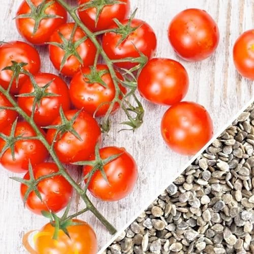 Semillas de tomate cherry, Tiny Tim (100% Heirloom/No Híbrido/No GMO). 15 semillas aproximadamente