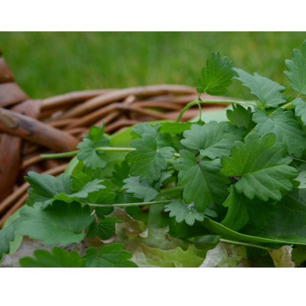 Semillas de perejil (100% Heirloom/No Híbrido/No GMO). 100 semillas aproximadamente.
