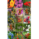 Semillas surtidas de flores silvestres para atraer colibries y mariposas. Incluye 23 variedades