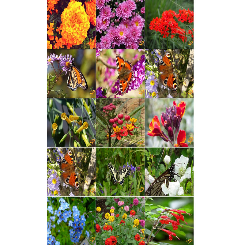 Semillas surtidas de flores silvestres para atraer colibries y mariposas. Incluye 23 variedades