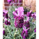 Semillas de lavanda, Inglesa (100% Heirloom/No Híbrido/No GMO). 50 semillas aproximadamente.