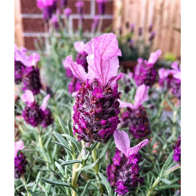 Semillas de lavanda, Inglesa (100% Heirloom/No Híbrido/No GMO). 50 semillas aproximadamente.