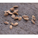 Semillas de zanahoria morada. 100 semillas aproximadamente.