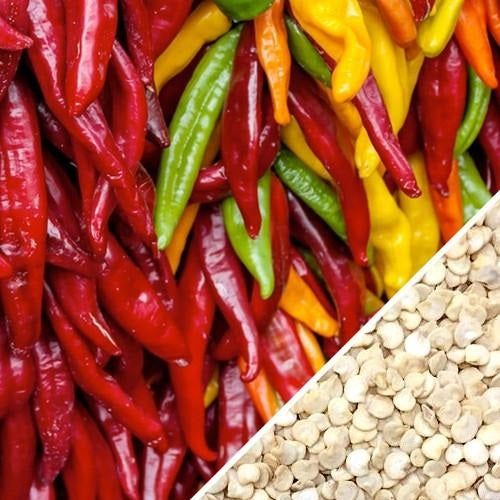 Semillas de aji (HOT), Santa Fe Grande (100% Heirloom / No híbrido / No GMO). 10 semillas aprox.