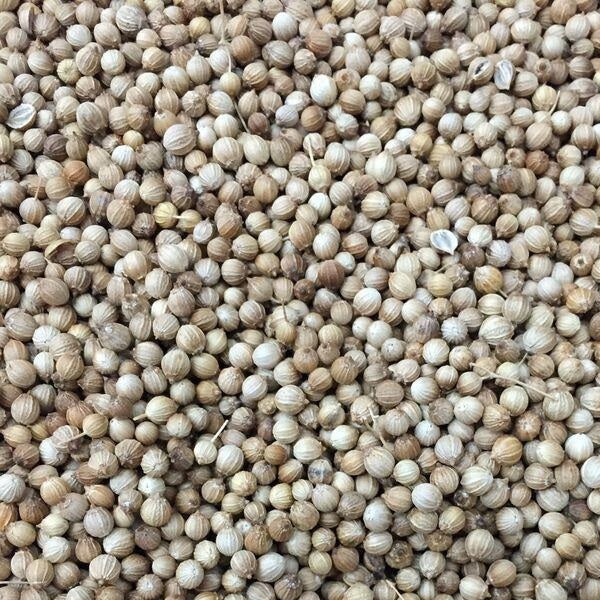 Semillas de cilantro (100% Heirloom/No Híbrido/No GMO). 500 semillas aproximadamente.