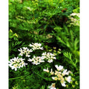 Semillas de cilantro (100% Heirloom/No Híbrido/No GMO). 500 semillas aproximadamente.