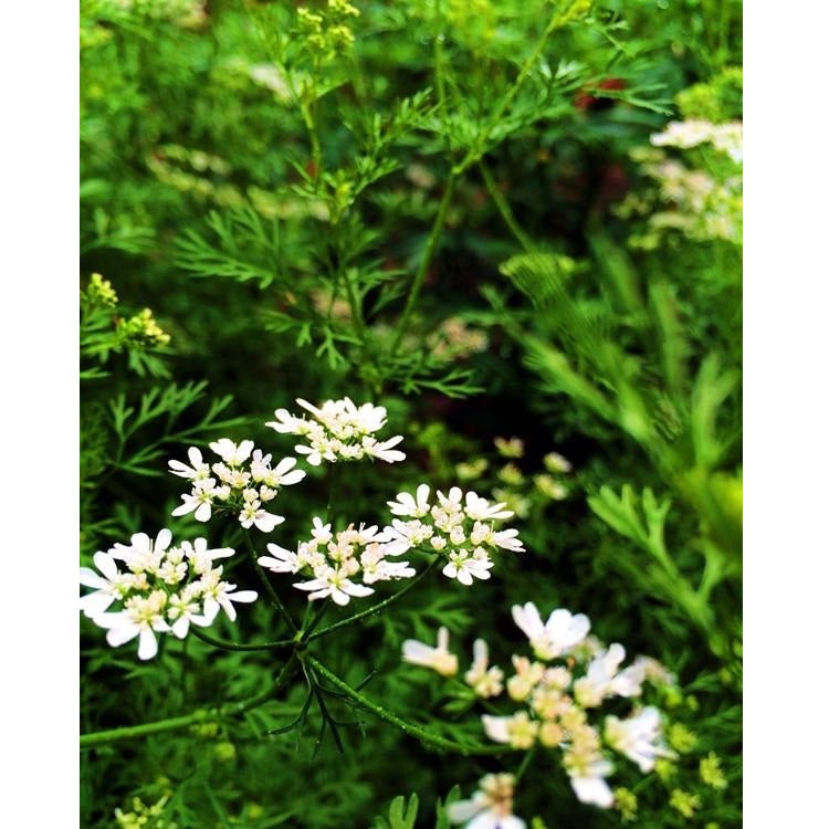 Semillas de cilantro (100% Heirloom/No Híbrido/No GMO). 500 semillas aproximadamente.