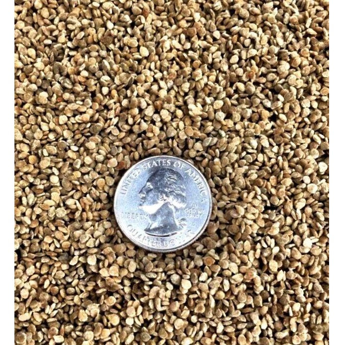 Semillas de tomate cherry negro (100% Heirloom / No Híbrido / No GMO). 15 semillas aproximadamente.