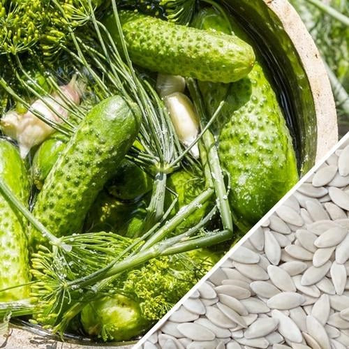 Semillas de pepinillos organicos (100% Heirloom / No híbrido / No GMO). 10 semillas aproximadamente.