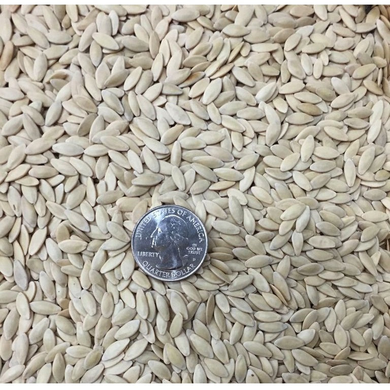 Semillas de pepinillos organicos (100% Heirloom / No híbrido / No GMO). 10 semillas aproximadamente.