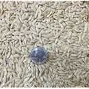 Semillas de pepinillos organicos (100% Heirloom / No híbrido / No GMO). 10 semillas aproximadamente.