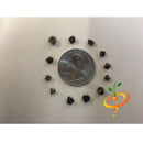 Semillas de remolacha (100% Heirloom / No Híbrido / No GMO). 20 semillas aproximadamente.